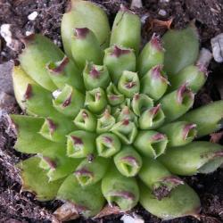 Sempervivum - Dachwurz - Hauswurz